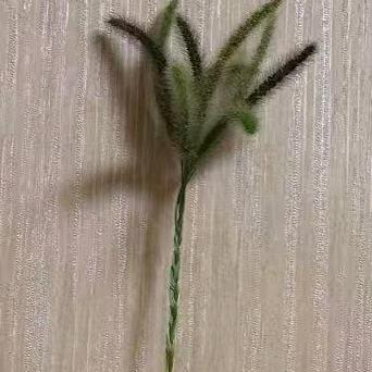 风风光光娶你