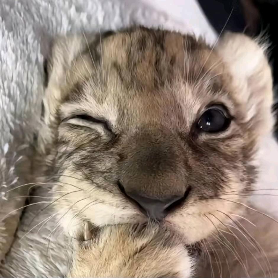 莓猫冰