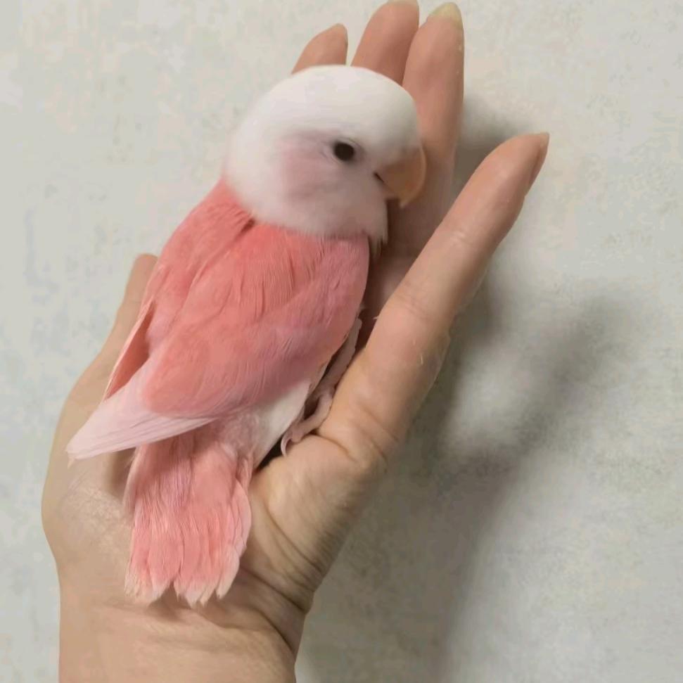 福建小幸子- -