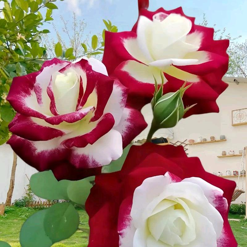 🥀₅²⁰💃余生👯我陪你到老🌹🐾