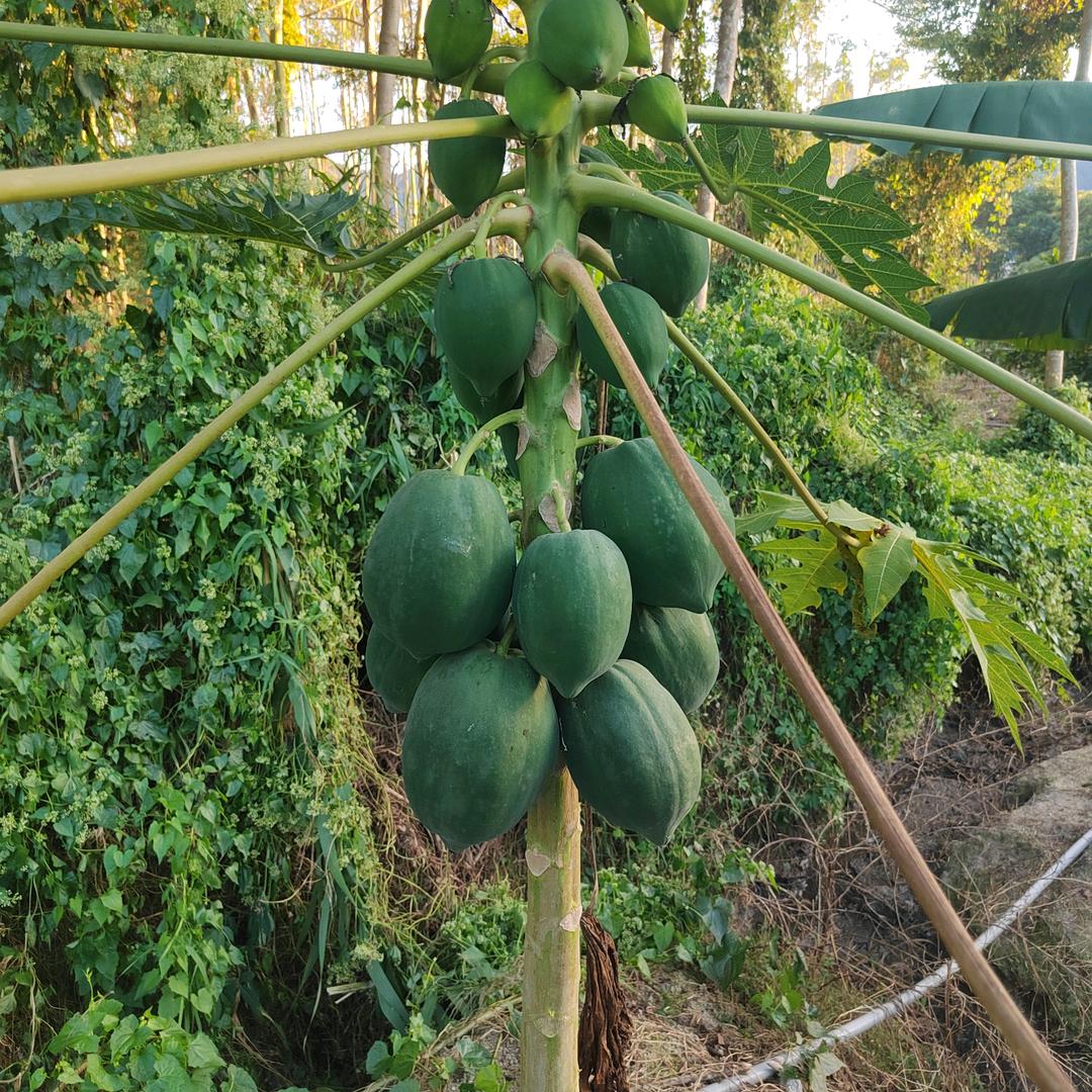 玄之又玄，众妙之门。