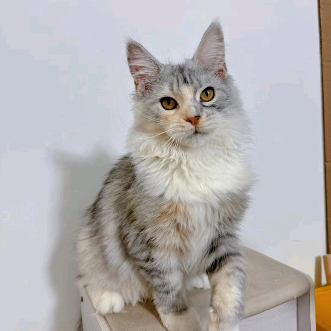 菠萝（梦幻西游畅玩服）