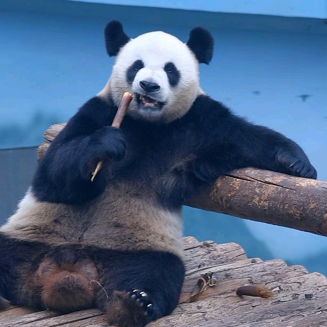 怡然