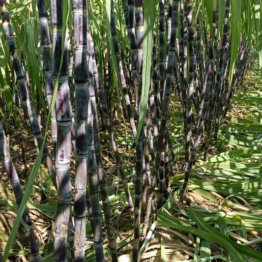 遂平县祝庄甘蔗种植家基地