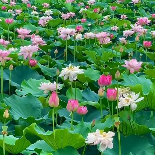 珍惜