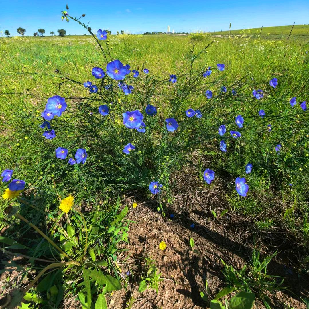 傲娇的羊肉串🤣🤣🤣