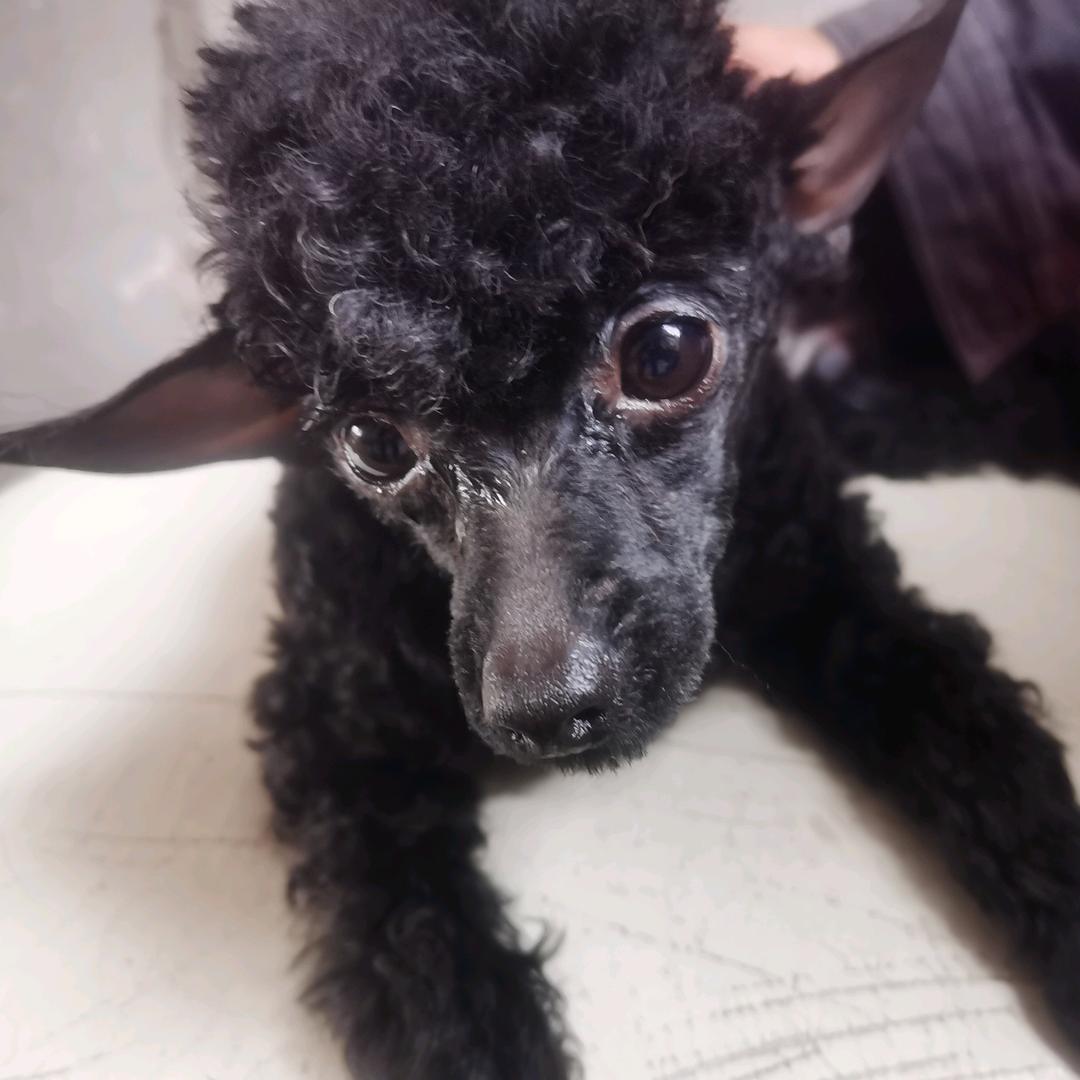 黑煤球