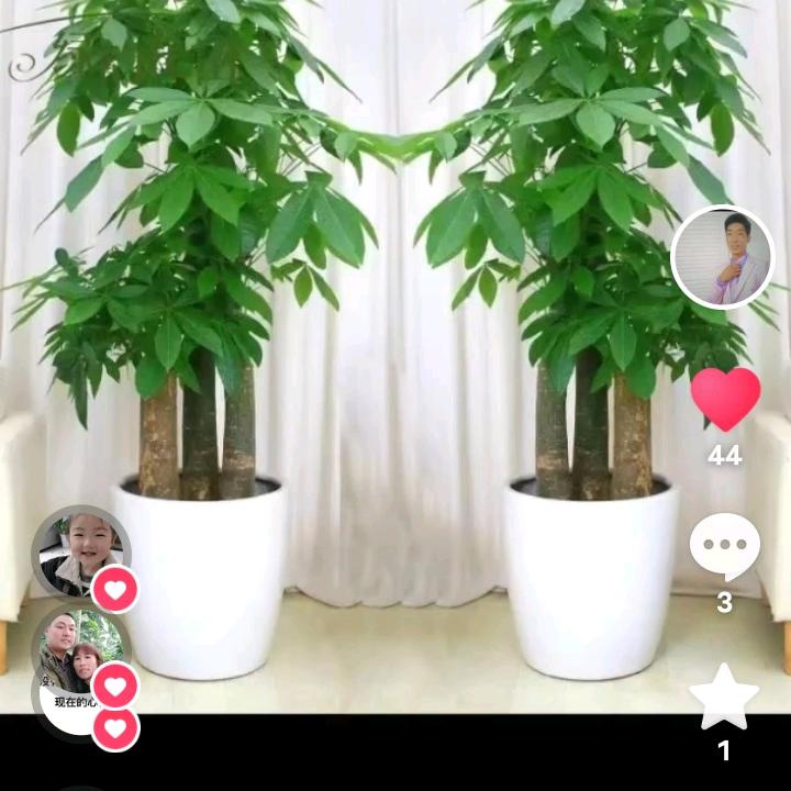 强弟，山顶的男人