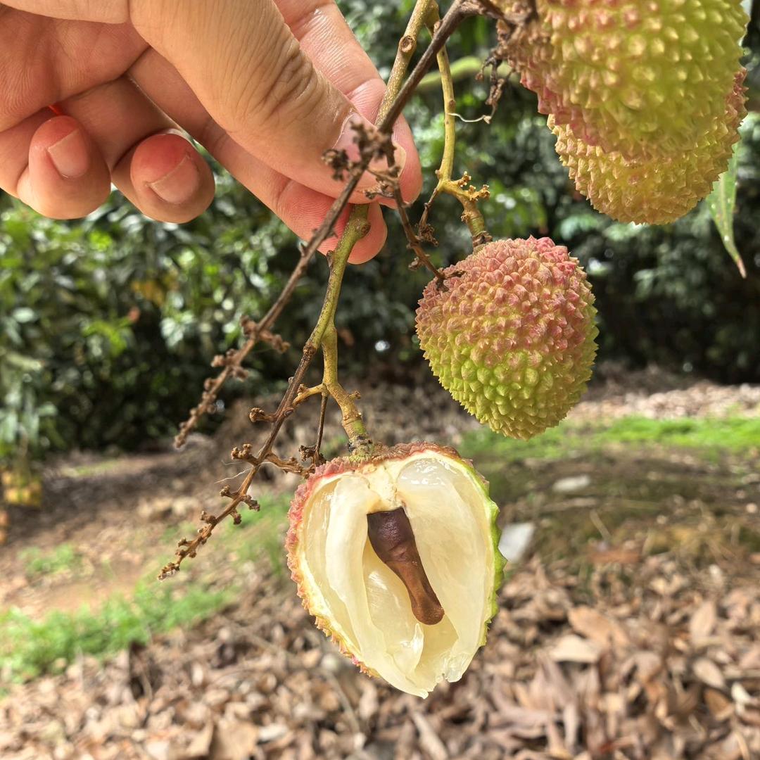 果蔬叔果