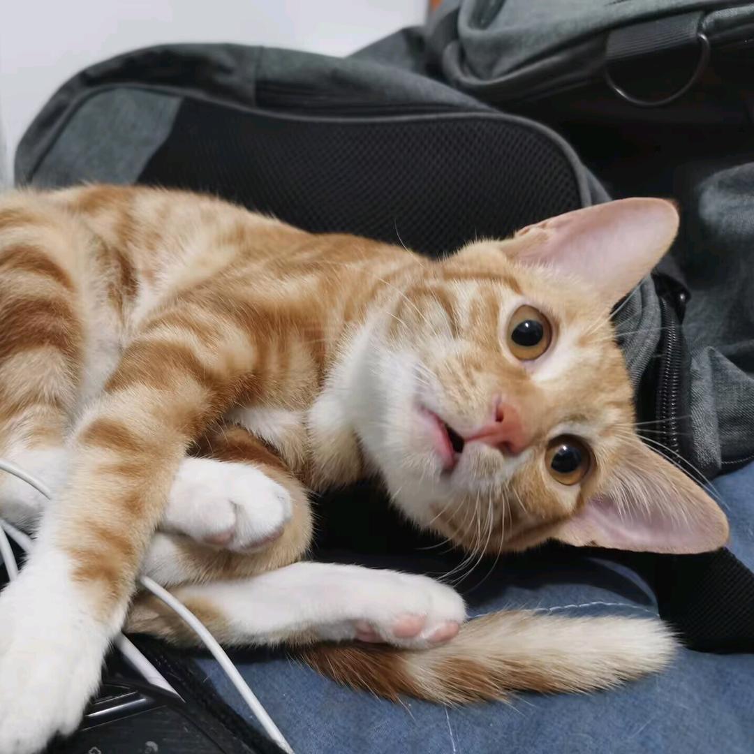 橙猫猫是晨色的