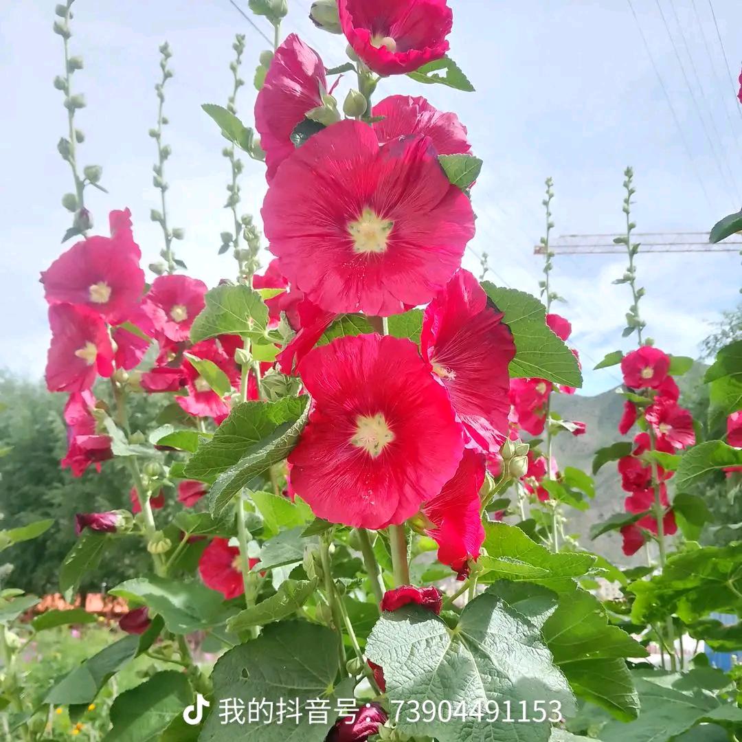 康巴女孩