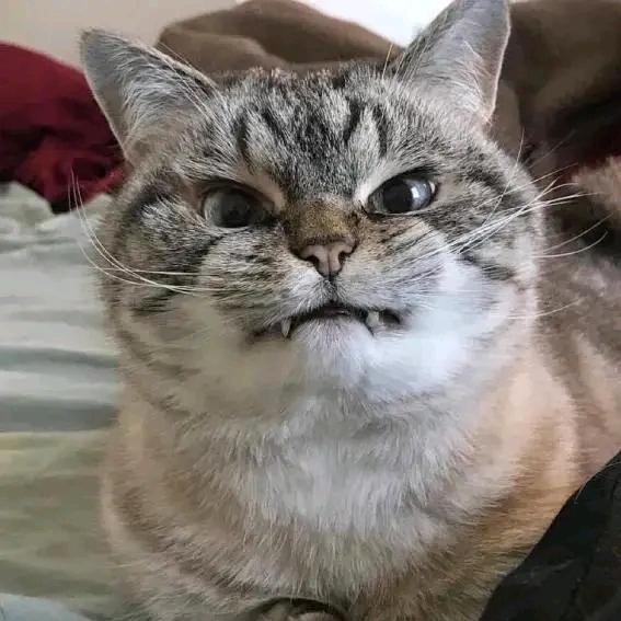 三角糖宝