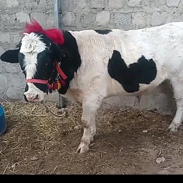 全靠自己双手，别看别人嘴，