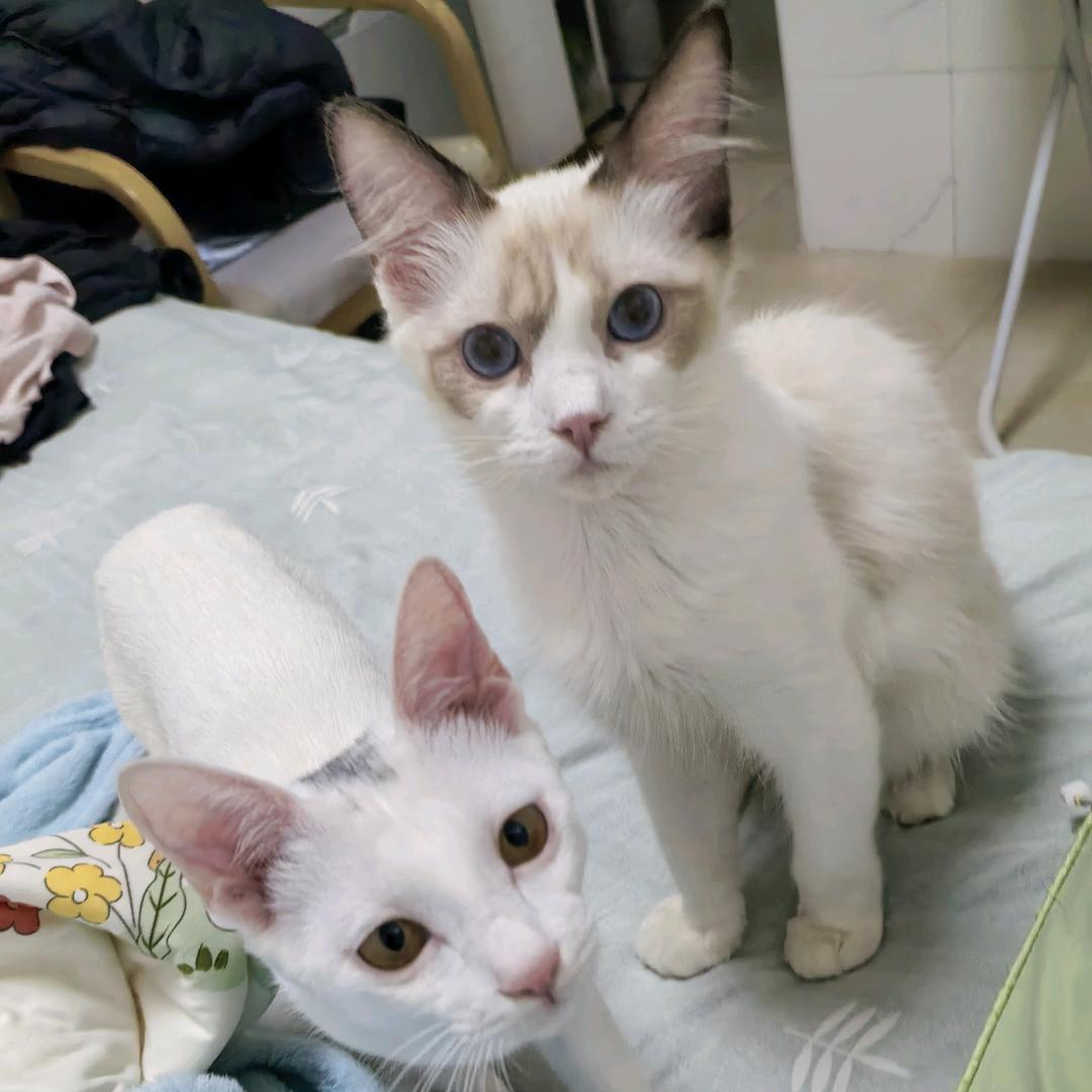 当两只流浪猫遇上我