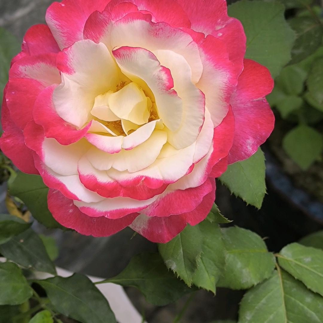 雾里看花