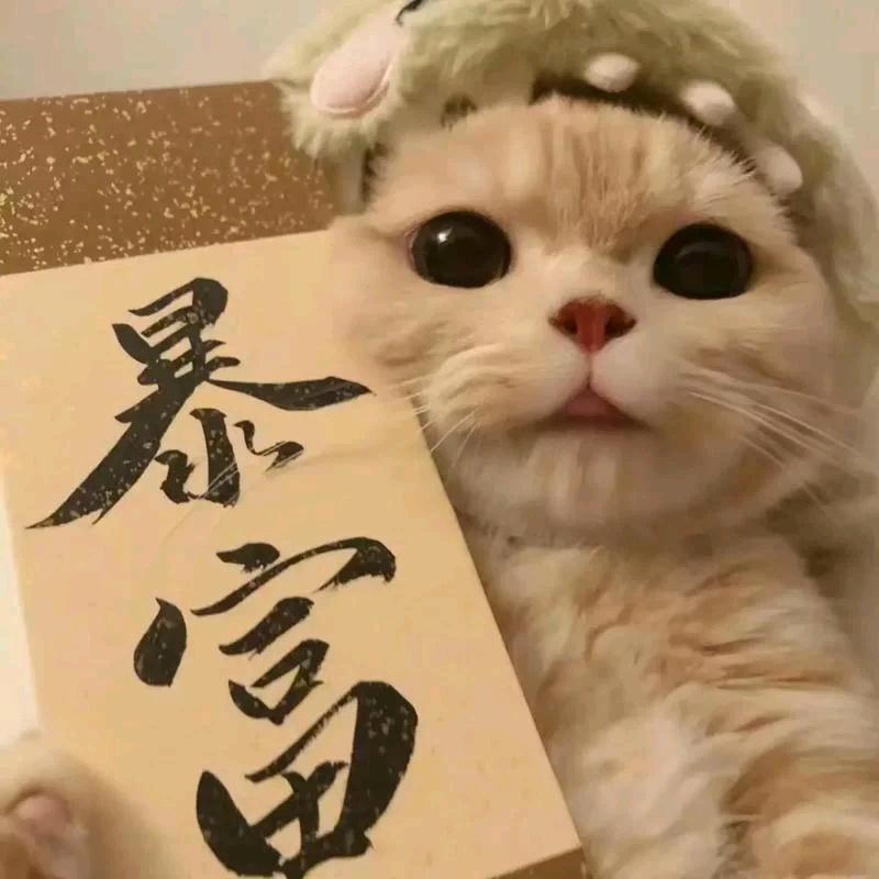 Mr.小美