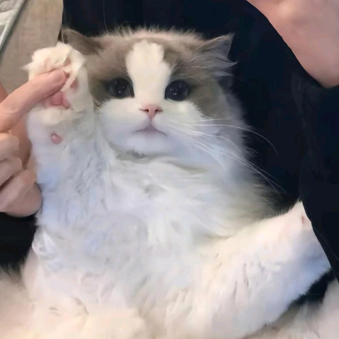 艺梧桐