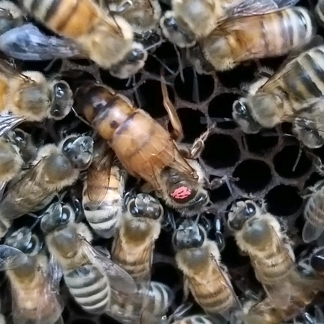 春水生物育王场