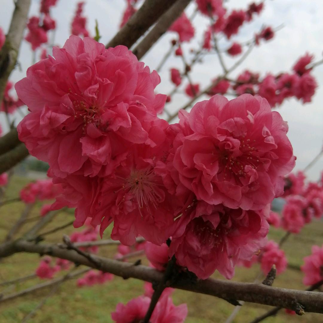 容县妮蔻服装店