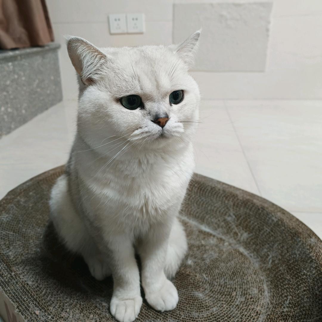 七月好运叭