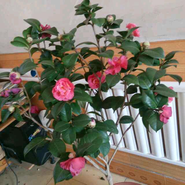 🌹英🌹自由自在五八年