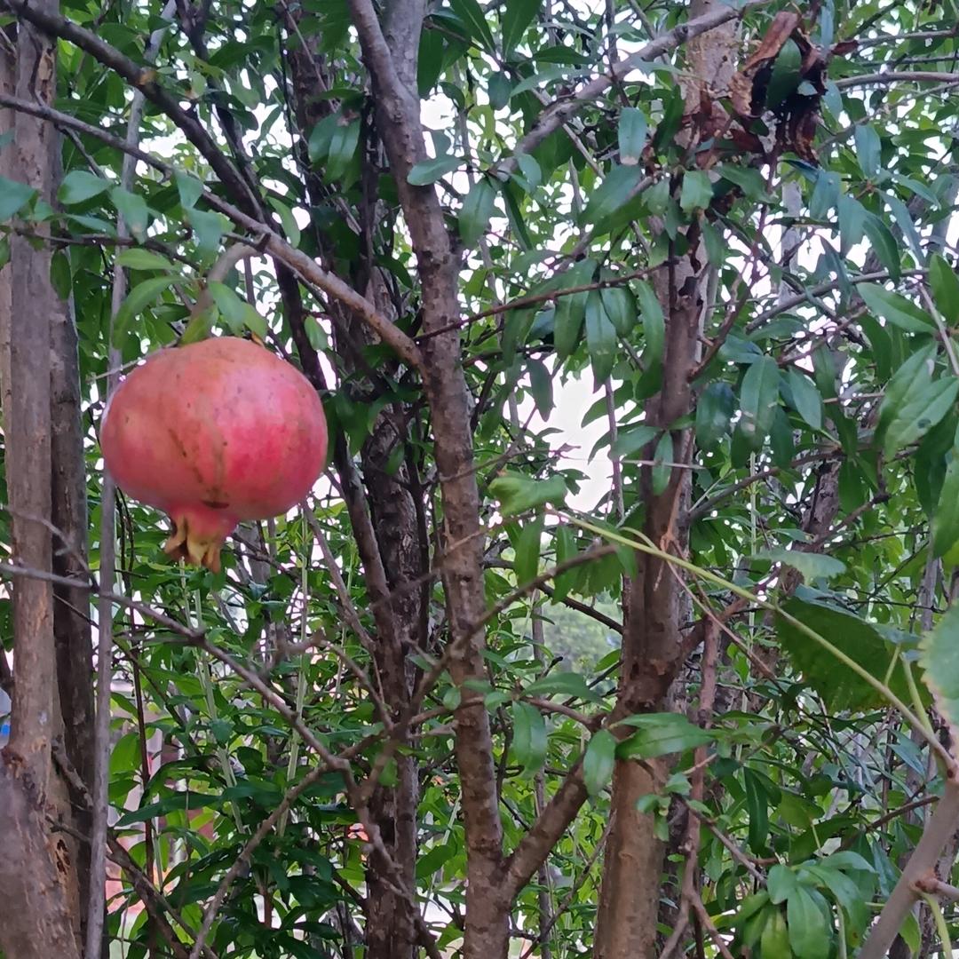 好物种草分享