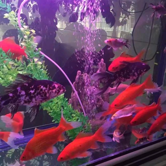 雾漫玫瑰🐬