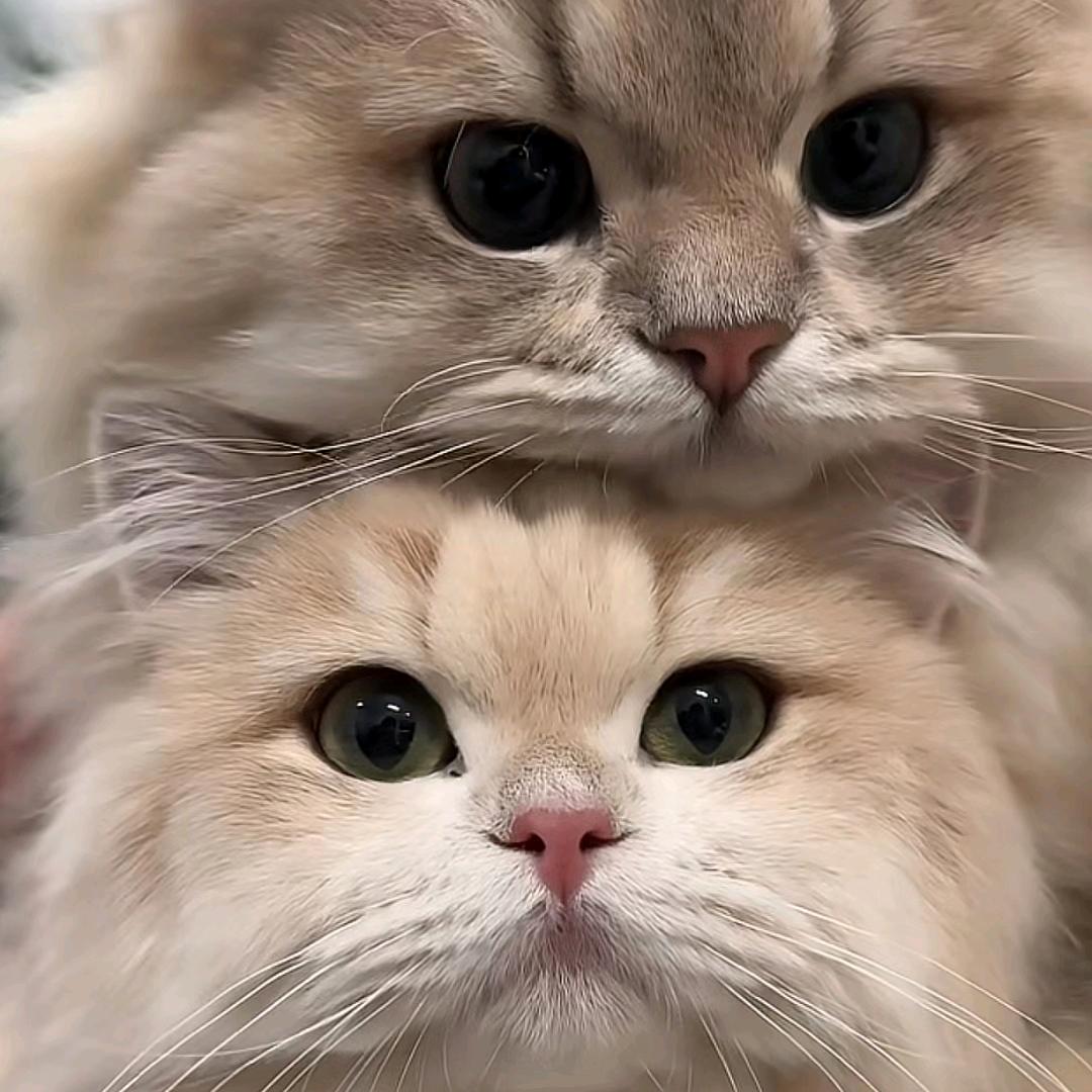 佛柔Ꮤ