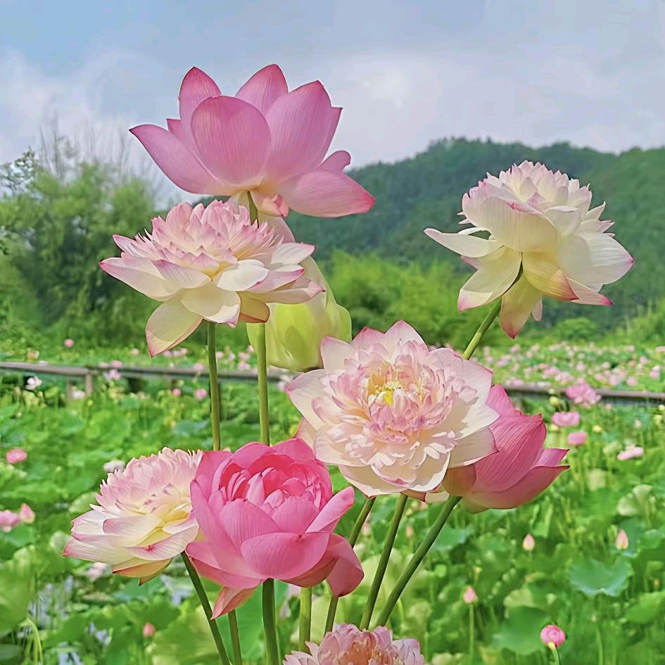 文案123