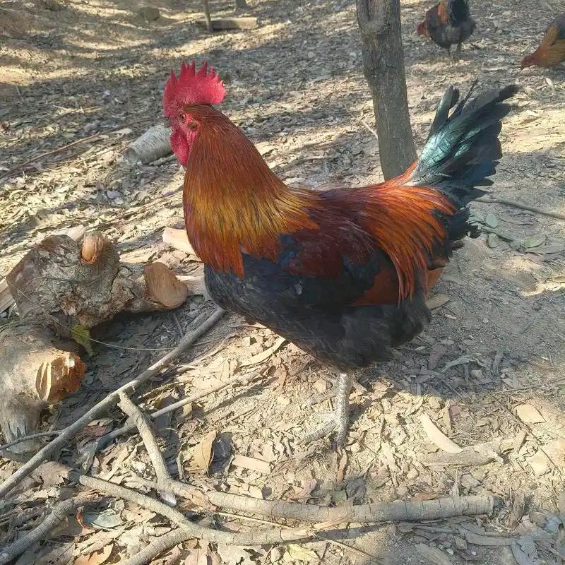 脱温小鸡牧场