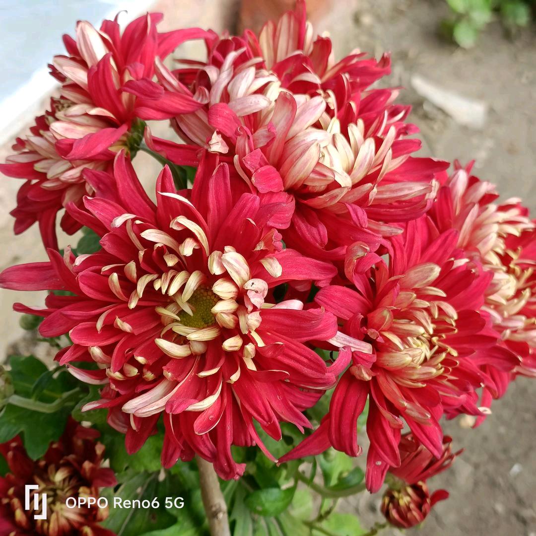 幸福美满❤🍎🍎