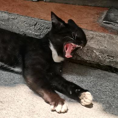 肠粉加酱（虚弱无力小韭菜）