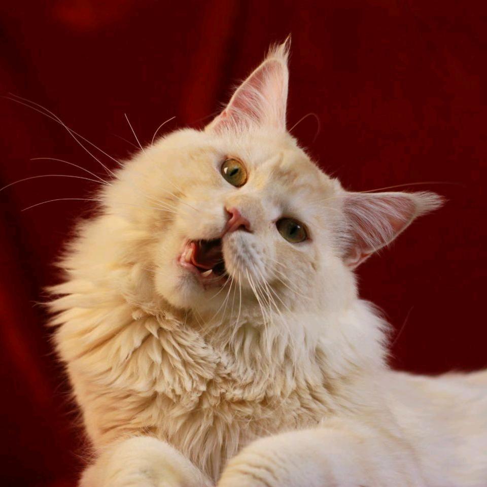 刘壮壮缅因猫宠业