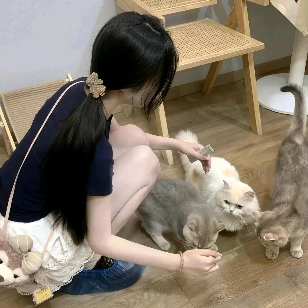吐司猫猫球