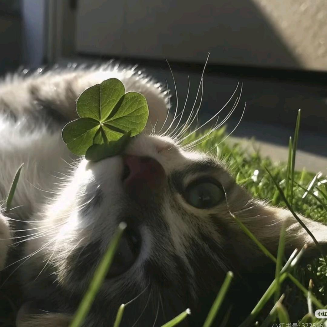 蒲猫猫⁺✞ʚ生物重度依赖ɞ✟₊