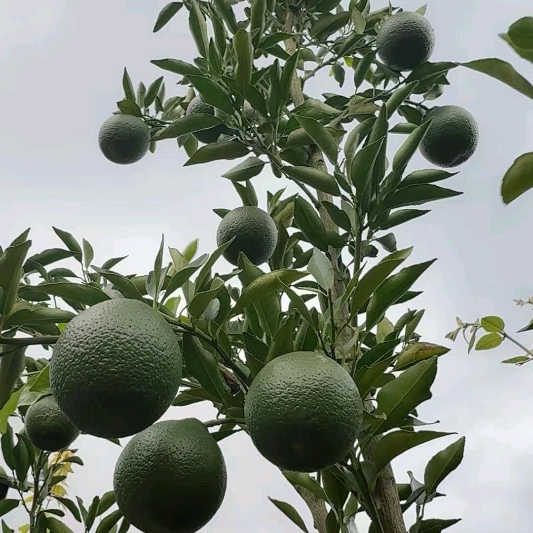 日月生辉