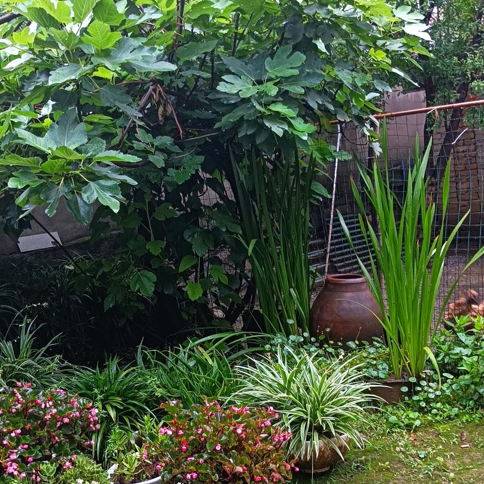 玉竹—音🌻³⁴⁵