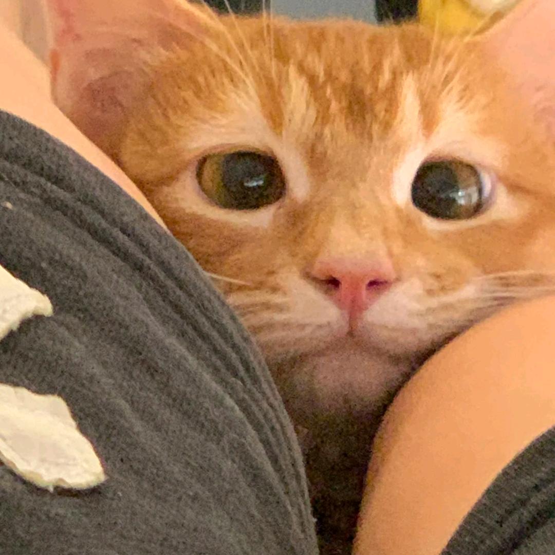 阿摸农村喂鸡日常