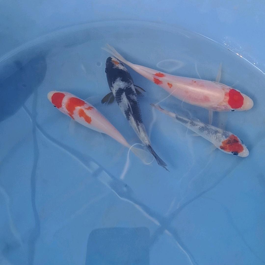 锦鲤私人会所