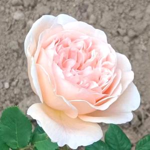 花开富贵，