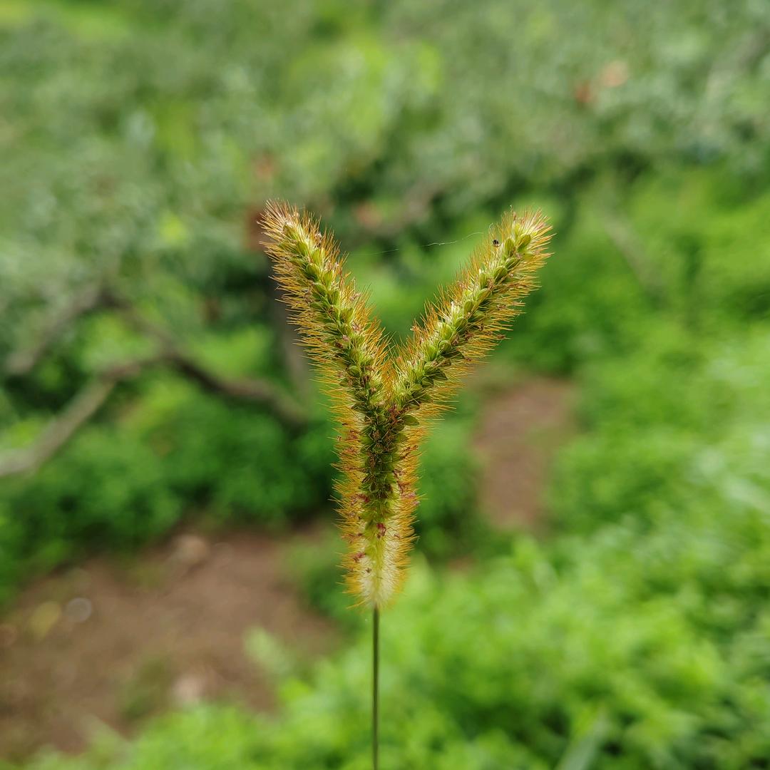春去花还在