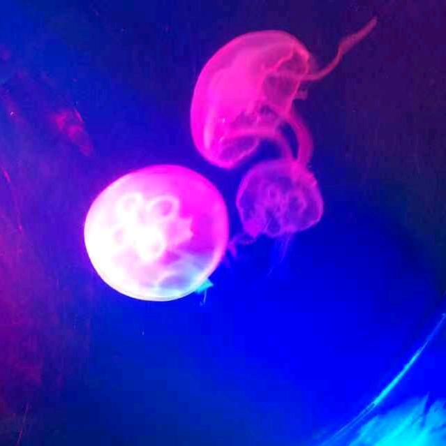 明远