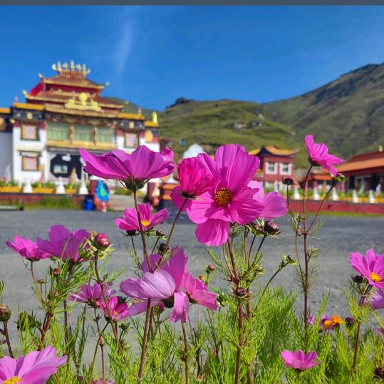 💞幸运🍓相随💞