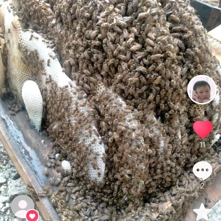 纯天然土蜂蜜。