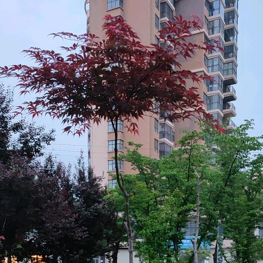 红小绿豆