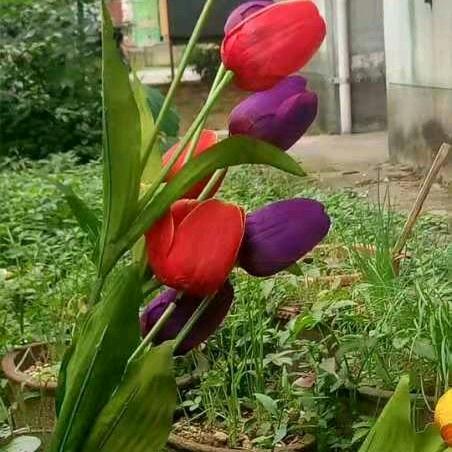 🌺空谷幽兰🌺