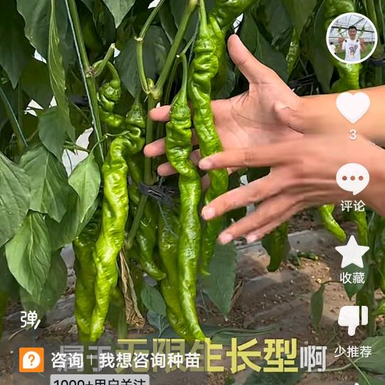 东风加长