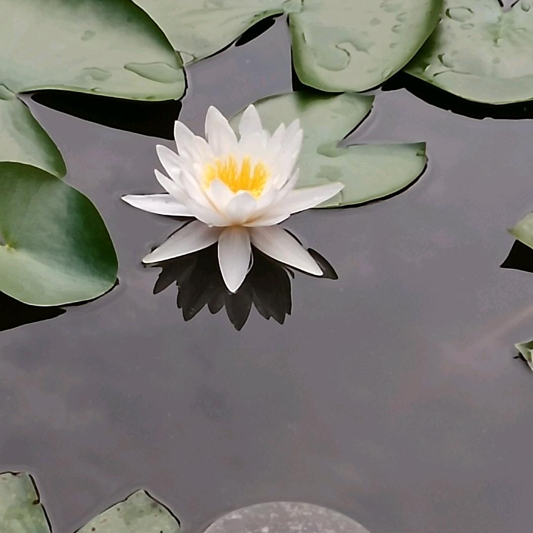 3月阳光′