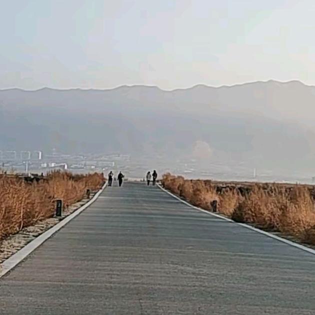 枫叶落尘