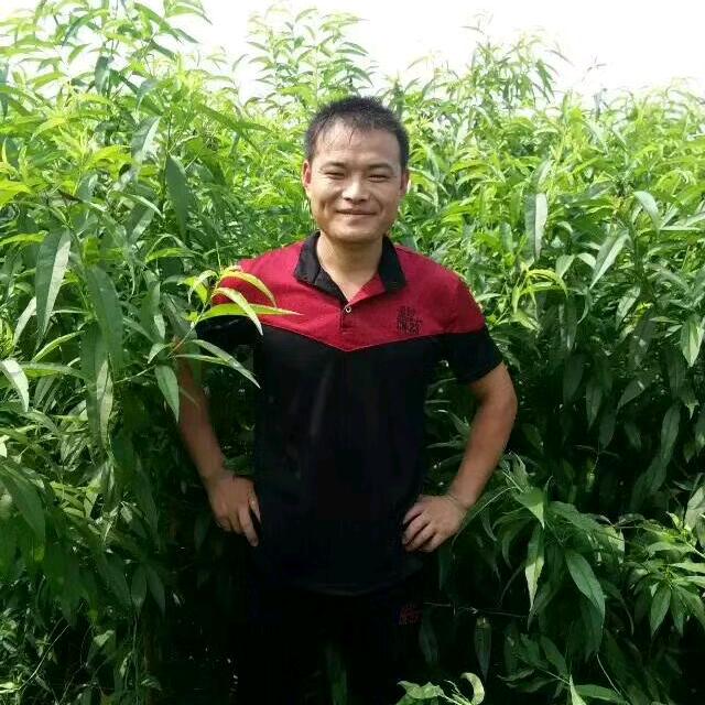 皖北毛伟苗木农资服务中心🍑
